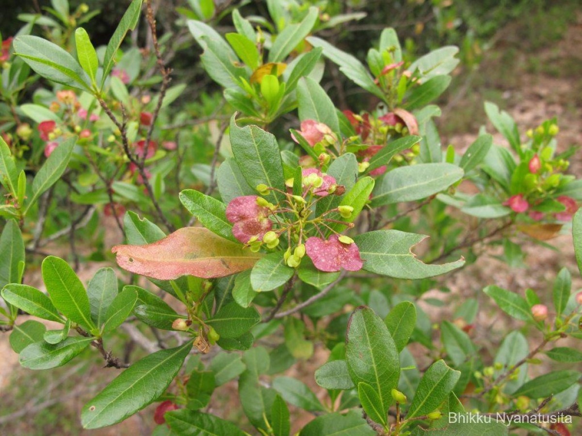 Dodonaea viscosa Jacq.